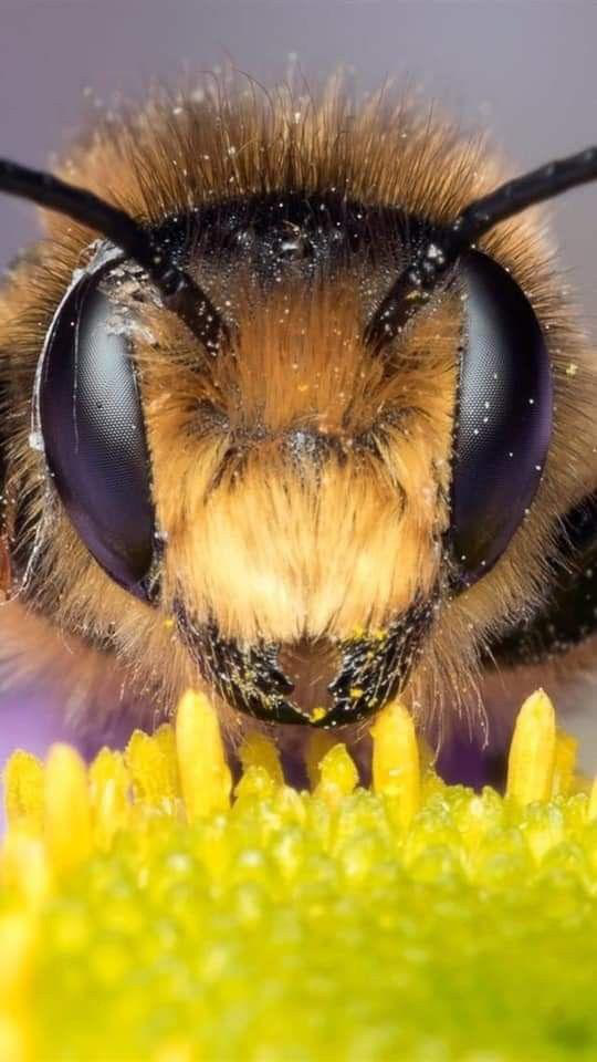Macro shot of the head of a bee foraging on a flower: the eyes are visible, but neither the wings nor the legs