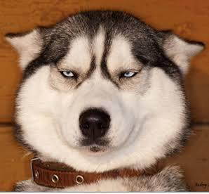 Portrait of a grumpy-looking husky
